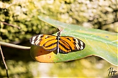 IMG_7817.jpg