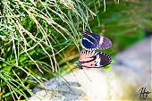 IMG_7833.jpg