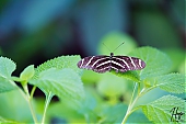 IMG_7847.jpg