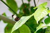 IMG_7865.jpg